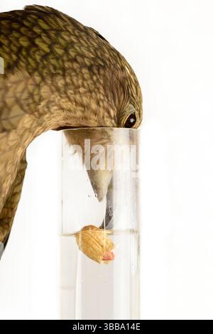 In diesem Experiment werden dem Kea (Nestor notabilis) drei mit Wasser gefüllte Röhrchen präsentiert, große oder kleine Steine. Der Kea lernt, den Sto fallen zu lassen Stockfoto