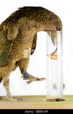 In diesem Experiment werden dem Kea (Nestor notabilis) drei mit Wasser gefüllte Röhrchen präsentiert, große oder kleine Steine. Der Kea lernt, den Sto fallen zu lassen Stockfoto