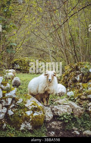 Schafweiden in Bulnes, Picos da Europa, Spanien Stockfoto
