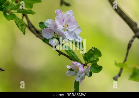 Nahaufnahme blühender Apfelblüten (Malus domestica) im weichen Frühlingslicht. Die zarten weißen Blüten und Knospen erfassen das Wesen der Schönheit der Obstgärten A Stockfoto