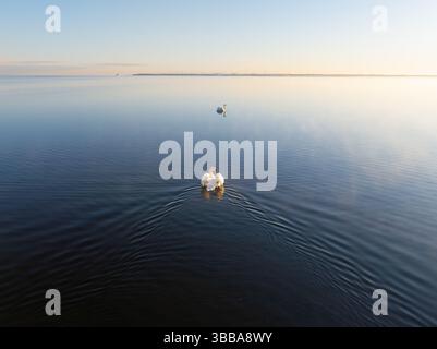 Zwei Schwäne auf einem See bei Sonnenuntergang: Ruhiges Wasser und anmutige Vögel – ein perfektes Foto für Stockfotos und Entspannung. Stockfoto