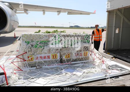 (250515) -- BRÜSSEL, 15. Mai 2025 (Xinhua) -- am 14. Mai 2025 überführt Ein Mitarbeiter drei seltene chinesische goldene Stollennasenaffen auf dem Brüsseler Flughafen in Brüssel, Belgien. Drei seltene chinesische goldene Stollennasen trafen am Mittwoch im Zoo ein, unter einem 10-Jahres-Pachtvertrag. Die drei goldenen Qinling-Affen wurden aus der nordwestchinesischen Provinz Shaanxi im Rahmen eines Paktes zur wissenschaftlichen Zusammenarbeit zwischen der China Wildlife Conservation Association (CWCA) und dem Zoo abgeholt. Das männliche Liu Yun wurde im April 2019 geboren, seine weiblichen Gefährten Lu Lu und Juan Juan waren bo Stockfoto