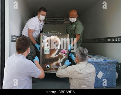 (250515) -- BRÜSSEL, 15. Mai 2025 (Xinhua) -- Mitarbeiter bringen am 14. Mai 2025 im Zoo Pairi Daiza in Brugelette, Provinz Hennegau, Belgien, einen chinesischen Goldaffen. Drei seltene chinesische goldene Stollennasen trafen am Mittwoch im Zoo ein, unter einem 10-Jahres-Pachtvertrag. Die drei goldenen Qinling-Affen wurden aus der nordwestchinesischen Provinz Shaanxi im Rahmen eines Paktes zur wissenschaftlichen Zusammenarbeit zwischen der China Wildlife Conservation Association (CWCA) und dem Zoo abgeholt. Der Mann, Liu Yun genannt, wurde im April 2019 geboren, und seine weiblichen Gefährten Lu Lu und Juan Juan Juan. Stockfoto