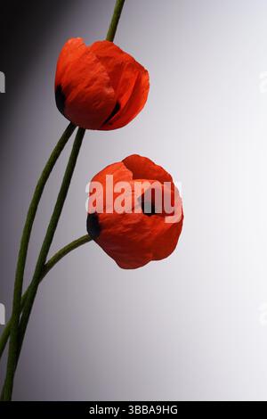 Zwei wilde rote Mohnblumen mit schwarzen Flecken auf weißem Hintergrund. Getreide. Postkarte. Platz für Text. Stockfoto