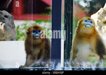 (250515) -- BRÜSSEL, 15. Mai 2025 (Xinhua) -- im Zoo Pairi Daiza in Brugelette, Provinz Hennegau, Belgien, werden am 14. Mai 2025 zwei chinesische goldene Stollennasen gesehen. Drei seltene chinesische goldene Stollennasen trafen am Mittwoch im Zoo ein, unter einem 10-Jahres-Pachtvertrag. Die drei goldenen Qinling-Affen wurden aus der nordwestchinesischen Provinz Shaanxi im Rahmen eines Paktes zur wissenschaftlichen Zusammenarbeit zwischen der China Wildlife Conservation Association (CWCA) und dem Zoo abgeholt. Der Mann, Liu Yun genannt, wurde im April 2019 geboren, und seine weiblichen Gefährten, Lu Lu und Juan Juan, wurden i geboren Stockfoto