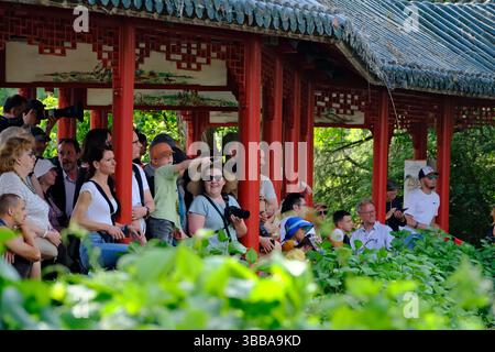 (250515) -- BRÜSSEL, 15. Mai 2025 (Xinhua) -- im Zoo Pairi Daiza in Brugelette, Provinz Hennegau, Belgien, am 14. Mai 2025 sehen die Menschen chinesische goldene Stollennasenaffen. Drei seltene chinesische goldene Stollennasen trafen am Mittwoch im Zoo ein, unter einem 10-Jahres-Pachtvertrag. Die drei goldenen Qinling-Affen wurden aus der nordwestchinesischen Provinz Shaanxi im Rahmen eines Paktes zur wissenschaftlichen Zusammenarbeit zwischen der China Wildlife Conservation Association (CWCA) und dem Zoo abgeholt. Das männliche Liu Yun wurde im April 2019 geboren und seine weiblichen Gefährten Lu Lu und Juan Juan Juan wurden geboren Stockfoto