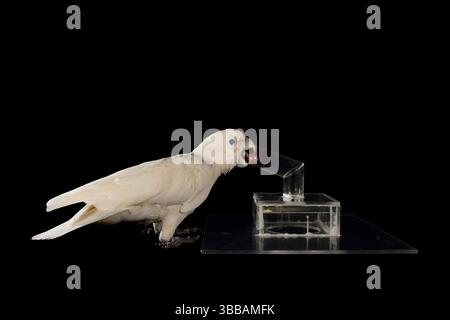 [In Gefangenschaft] Goffin-Kakadu (Cacatua goffiniana). In diesem Experiment lernt der Kakadu, ein Werkzeug zu benutzen. Es muss eine kleine Kugel verwendet werden, um einen Trea zu entfernen Stockfoto