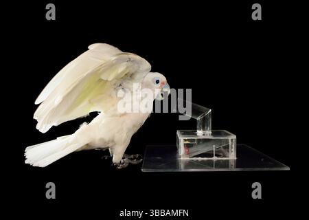 [In Gefangenschaft] Goffin-Kakadu (Cacatua goffiniana). In diesem Experiment lernt der Kakadu, ein Werkzeug zu benutzen. Es muss eine kleine Kugel verwendet werden, um einen Trea zu entfernen Stockfoto