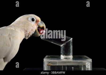 [In Gefangenschaft] Goffin-Kakadu (Cacatua goffiniana). In diesem Experiment lernt der Kakadu, ein Werkzeug zu benutzen. Es muss eine kleine Kugel verwendet werden, um einen Trea zu entfernen Stockfoto