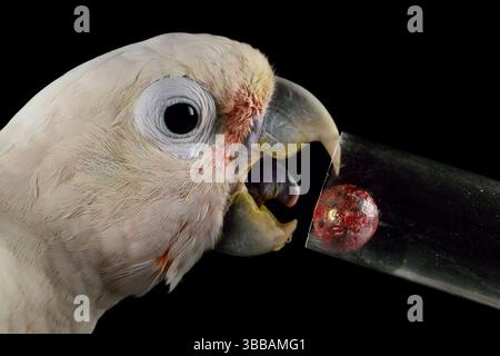[In Gefangenschaft] Goffin-Kakadu (Cacatua goffiniana). In diesem Experiment lernt der Kakadu, ein Werkzeug zu benutzen. Es muss eine kleine Kugel verwendet werden, um einen Trea zu entfernen Stockfoto