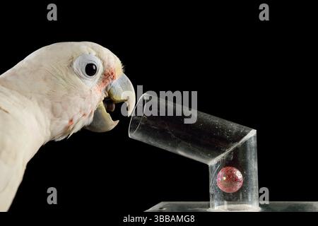 [In Gefangenschaft] Goffin-Kakadu (Cacatua goffiniana). In diesem Experiment lernt der Kakadu, ein Werkzeug zu benutzen. Es muss eine kleine Kugel verwendet werden, um einen Trea zu entfernen Stockfoto