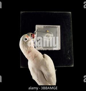 [In Gefangenschaft] Goffin-Kakadu (Cacatua goffiniana). In diesem Experiment lernt der Kakadu, ein Werkzeug zu benutzen. Es muss eine kleine Kugel verwendet werden, um einen Trea zu entfernen Stockfoto