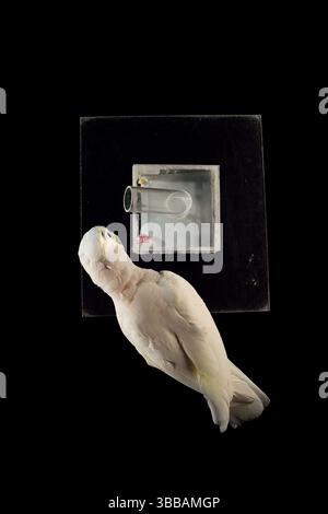 [In Gefangenschaft] Goffin-Kakadu (Cacatua goffiniana). In diesem Experiment lernt der Kakadu, ein Werkzeug zu benutzen. Es muss eine kleine Kugel verwendet werden, um einen Trea zu entfernen Stockfoto