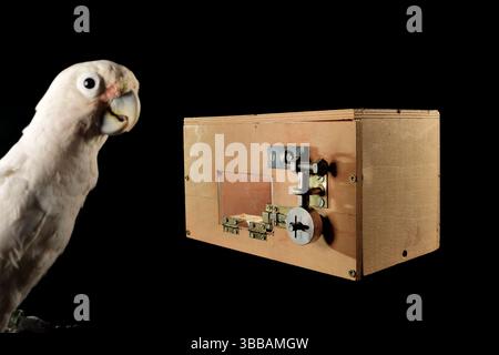 [In Gefangenschaft] Goffin-Kakadu (Cacatua goffiniana). Im „Lockbox“-Experiment muss der Kakadu ein sequentielles fünfstufiges Problem lösen, um einen Ter zu erreichen Stockfoto