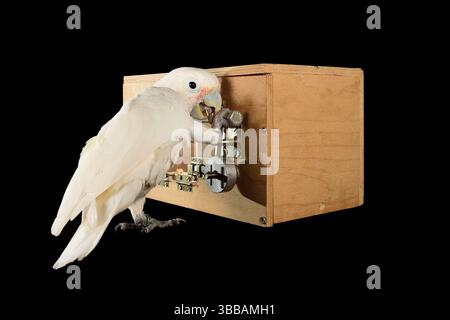 [In Gefangenschaft] Goffin-Kakadu (Cacatua goffiniana). Im „Lockbox“-Experiment muss der Kakadu ein sequentielles fünfstufiges Problem lösen, um einen Ter zu erreichen Stockfoto