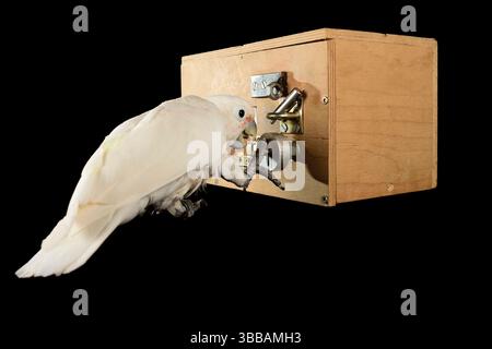 [In Gefangenschaft] Goffin-Kakadu (Cacatua goffiniana). Im „Lockbox“-Experiment muss der Kakadu ein sequentielles fünfstufiges Problem lösen, um einen Ter zu erreichen Stockfoto