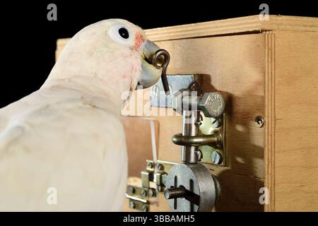 [In Gefangenschaft] Goffin-Kakadu (Cacatua goffiniana). Im „Lockbox“-Experiment muss der Kakadu ein sequentielles fünfstufiges Problem lösen, um einen Ter zu erreichen Stockfoto