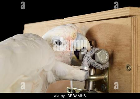 [In Gefangenschaft] Goffin-Kakadu (Cacatua goffiniana). Im „Lockbox“-Experiment muss der Kakadu ein sequentielles fünfstufiges Problem lösen, um einen Ter zu erreichen Stockfoto