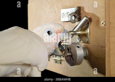[In Gefangenschaft] Goffin-Kakadu (Cacatua goffiniana). Im „Lockbox“-Experiment muss der Kakadu ein sequentielles fünfstufiges Problem lösen, um einen Ter zu erreichen Stockfoto