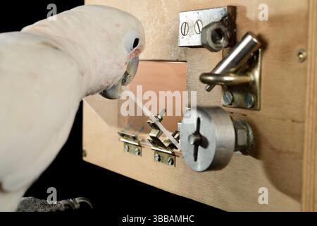[In Gefangenschaft] Goffin-Kakadu (Cacatua goffiniana). Im „Lockbox“-Experiment muss der Kakadu ein sequentielles fünfstufiges Problem lösen, um einen Ter zu erreichen Stockfoto