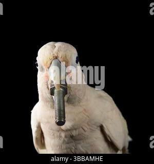 [Gefangener] Goffins Kakadu (Cacatua goffiniana) mit Schraube. Im „Lockbox“-Experiment muss der Kakadu ein sequentielles fünfstufiges Problem lösen Stockfoto
