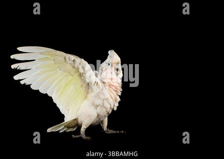 [Gefangener] Goffins Kakadu (Cacatua goffiniana) lässt sich größer aussehen. Goffins Kakadus oder Tanimbar Corellas sind endemisch im Tanimbar-Archiv Stockfoto