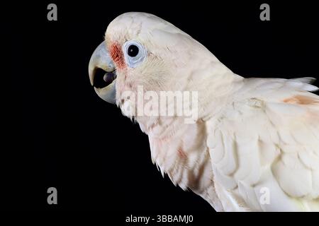 [In Gefangenschaft] Goffin-Kakadu (Cacatua goffiniana). Goffins Kakadus oder Tanimbar Corellas sind ein Endemit des Tanimbar Archipels in Indonesien. Erneut Abhören Stockfoto