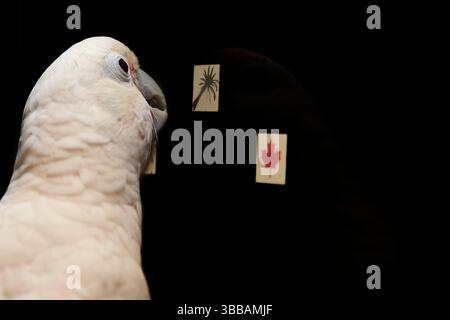 [Gefangenschaft] Goffins Kakadu (Cacatua goffiniana) vor einem Touchscreen. Er bedient den Touchscreen mit seiner Zunge. In diesem Experiment, der coc Stockfoto