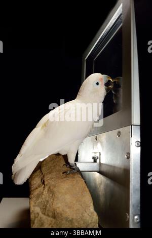 [Gefangenschaft] Goffins Kakadu (Cacatua goffiniana) vor einem Touchscreen. Er bedient den Touchscreen mit seiner Zunge. In diesem Experiment, der coc Stockfoto