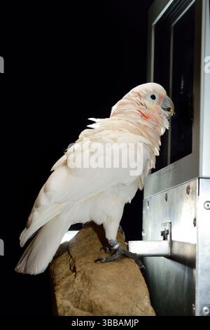 [Gefangenschaft] Goffins Kakadu (Cacatua goffiniana) vor einem Touchscreen. Er bedient den Touchscreen mit seiner Zunge. In diesem Experiment, der coc Stockfoto