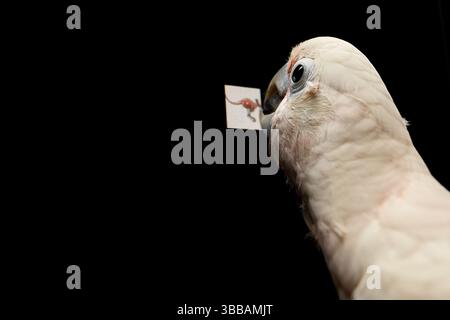 [Gefangenschaft] Goffins Kakadu (Cacatua goffiniana) vor einem Touchscreen. Er bedient den Touchscreen mit seiner Zunge. In diesem Experiment, der coc Stockfoto