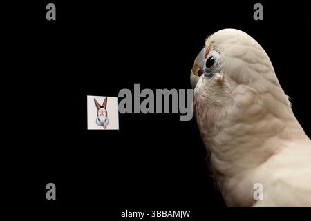 [Gefangenschaft] Goffins Kakadu (Cacatua goffiniana) vor einem Touchscreen. Er bedient den Touchscreen mit seiner Zunge. In diesem Experiment, der coc Stockfoto