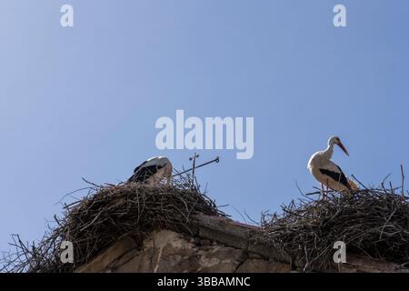 Zwei Störche stehen in ihren Nestern auf einem Dach unter einem klaren blauen Himmel Stockfoto