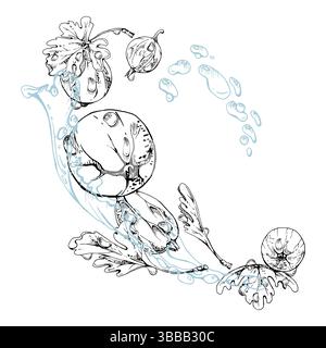 Stachelbeere Johannisbeerblätter, Blumen, Tautropfen fliegen im Wasserspritzer, reife Garten-Juneberry Casseille-Stube. Isolierte Illustrationshand Stock Vektor