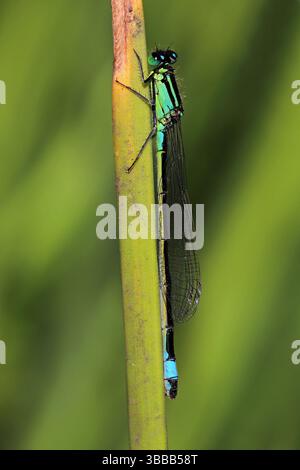 Blauschwänzige Damselfliege Ischnura elegans - unreifer Rüde Stockfoto