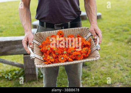 Ein Mann hält einen Korb mit leuchtenden orangen Ringelblumen, die frisch auf einem grünen Feld geerntet werden. Stockfoto