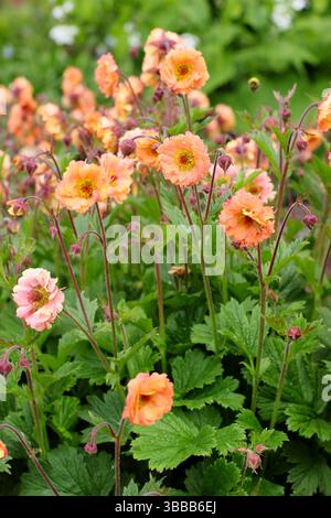 Geum 'Mai Tai' avens. Eine blühende krautige Staudenblüte in einer Spätherfrühlingsgartengrenze. UK Stockfoto