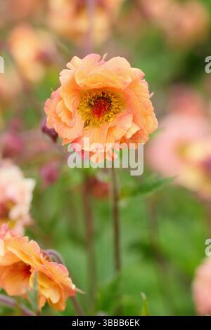 Geum 'Mai Tai' avens. Eine blühende krautige Staudenblüte in einer Spätherfrühlingsgartengrenze. UK Stockfoto