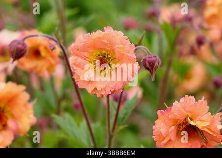 Geum 'Mai Tai' avens. Eine blühende krautige Staudenblüte in einer Spätherfrühlingsgartengrenze. UK Stockfoto