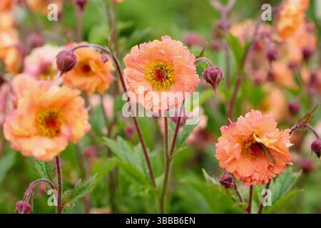 Geum 'Mai Tai' avens. Eine blühende krautige Staudenblüte in einer Spätherfrühlingsgartengrenze. UK Stockfoto