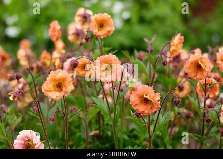 Geum 'Mai Tai' avens. Eine blühende krautige Staudenblüte in einer Spätherfrühlingsgartengrenze. UK Stockfoto