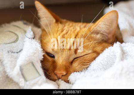 Eine flauschige orangene Katze schläft friedlich auf einer weichen weißen Decke und genießt einen gemütlichen Moment an ihrem komfortablen Ruheplatz Stockfoto