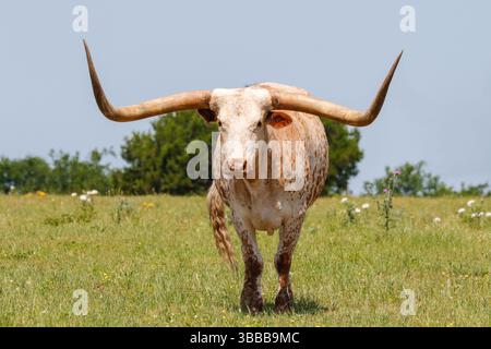 Texas Longhorn Bulle starrt auf die Kamera in einem Feld aus Gras und Unkraut Stockfoto