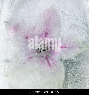 Pflanzen, die innerhalb eines Eisblocks gefroren sind, Luftblasenstruktur Stockfoto