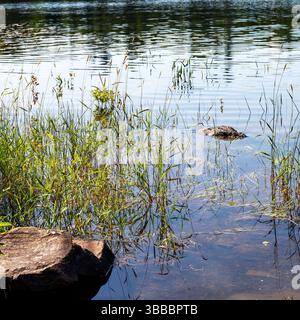 Sanborn Teich mit Blick auf Felsen und Gras im Sommer in Maine. Stockfoto