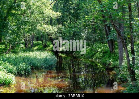 Bild des malerischen schmalen Twentyfive Mile Baches in Unity Maine im Sommer. Stockfoto