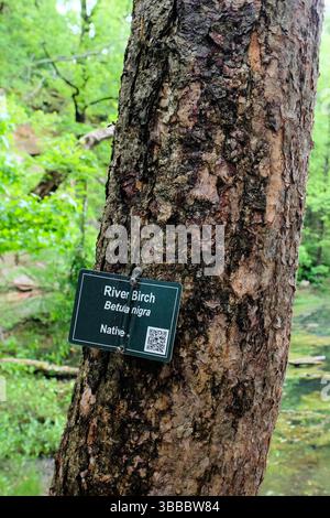 Betula nigra oder schwarzer Birkenbaum im Frühjahr mit Metallschild und QR-Code für Besucher der Belle Isle, die nach weiteren Informationen suchen; Richmond, Virginia. Stockfoto