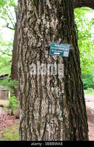 "Mystery Tree: Kannst du mich identifizieren?" Metallschild und QR-Code auf einem Baumstamm für Besucher von Belle Isle, die nach weiteren Informationen suchen können; Richmond, Virginia. Stockfoto