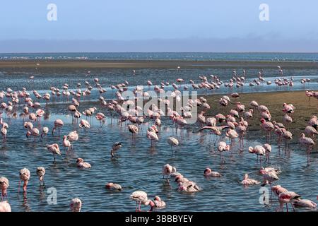 Pink Flamingo, Phoenicopterus ruber roseus, in der Walvis Bay, Namibia Stockfoto