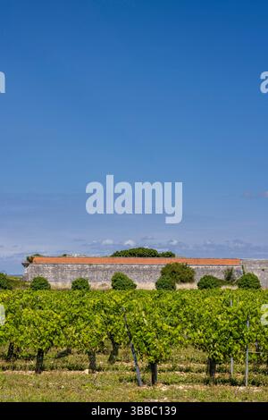 Üppige Weinberge, die in der Nähe des Forts La Flotte in Ile de Re, Charente Maritime, Frankreich, unter einem klaren blauen Himmel wachsen Stockfoto